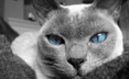 Chicago Web Design from Walton Street Web Design
